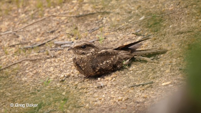 Ladder-tailed Nightjar - ML201761761