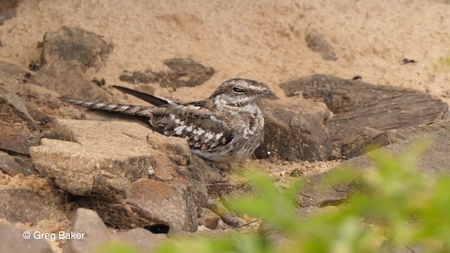 Ladder-tailed Nightjar - ML201761771