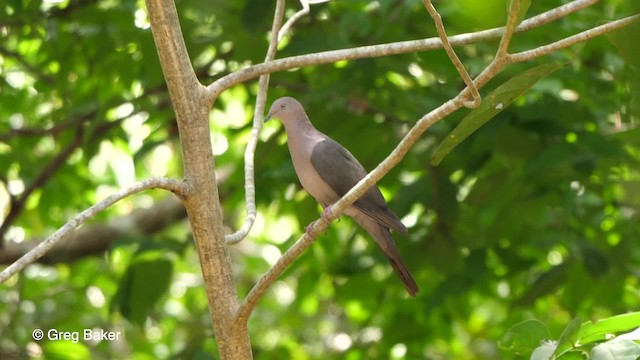 Plumbeous Pigeon - ML201761781