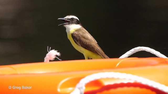 Lesser Kiskadee - ML201761791