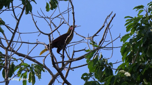 amazonoropendola (yuracares/neivae) - ML201761811