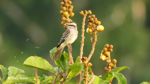 Piratic Flycatcher - ML201761831