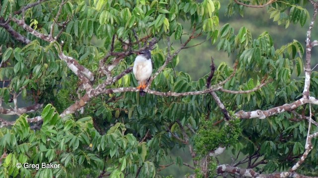 White-browed Hawk - ML201761851