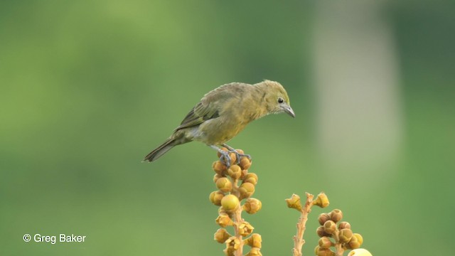 ヤシフウキンチョウ - ML201761861