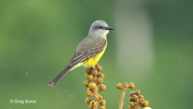 Tropical Kingbird - ML201761871