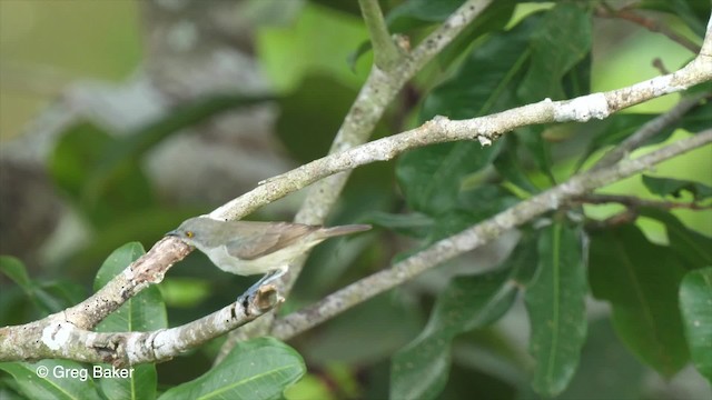 カオグロヒワミツドリ（lineata） - ML201761881