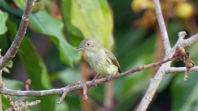 Dwarf Tyrant-Manakin - ML201761901