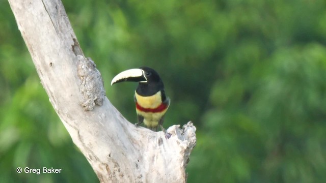 Black-necked Aracari - ML201761921