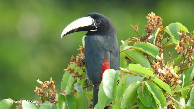 Black-necked Aracari - ML201761931