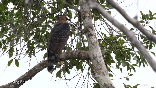 Ornate Hawk-Eagle - ML201761951