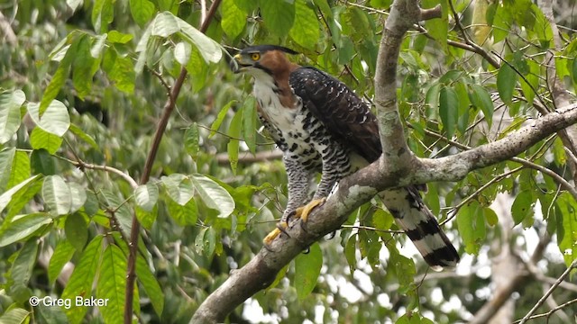 Águila Galana - ML201761961