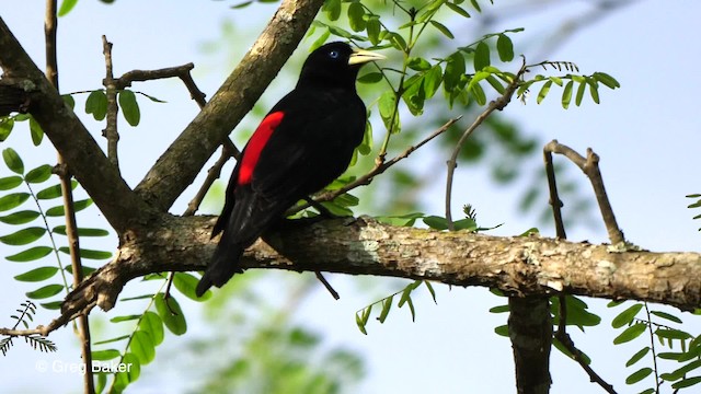 Red-rumped Cacique - ML201761981