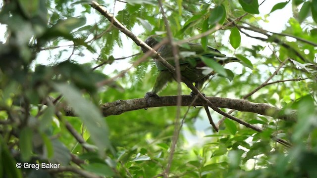 Scaly-headed Parrot - ML201761991