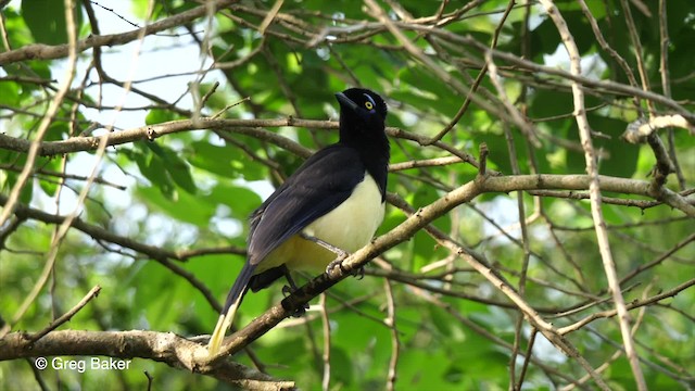 Plush-crested Jay - ML201762001