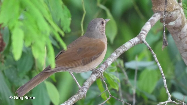 Pale-breasted Thrush - ML201762021