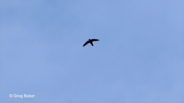 Great Dusky Swift - ML201762071
