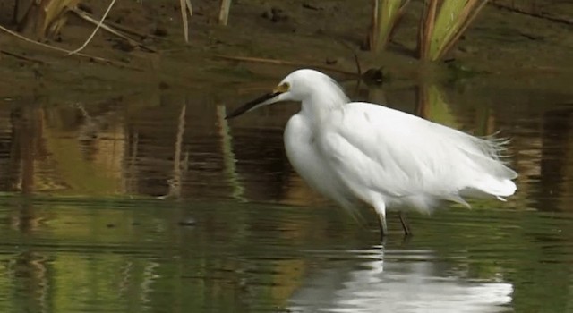 Snowy Egret - ML201762101