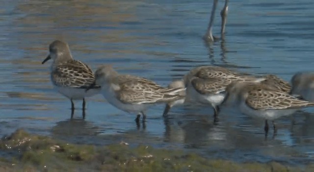 Western Sandpiper - ML201762211