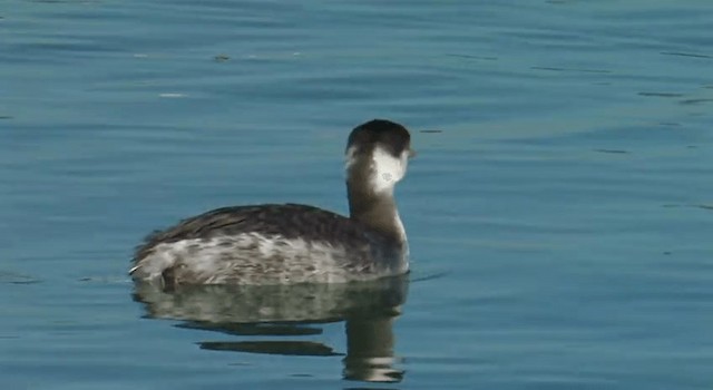 Horned Grebe - ML201762341