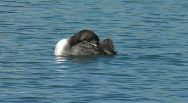 Common Loon - ML201762351