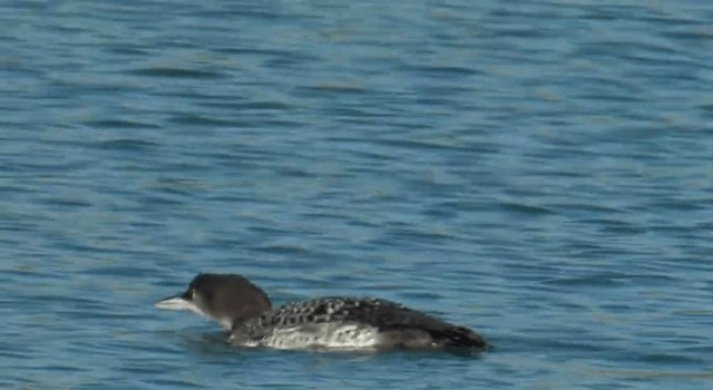 Common Loon - ML201762361