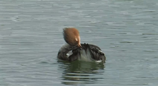 Red-breasted Merganser - ML201762371