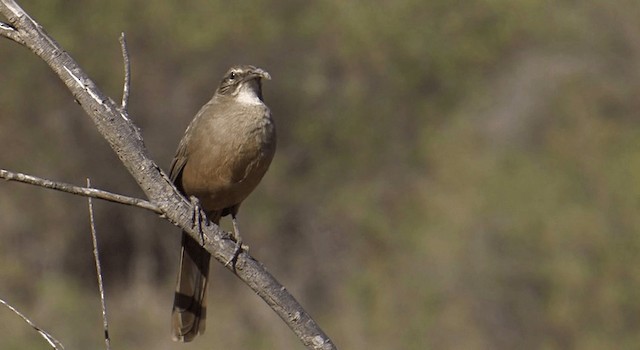 California Thrasher - ML201762421