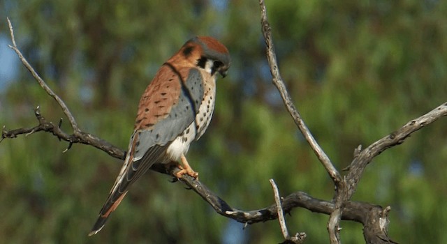 アメリカチョウゲンボウ（sparverius グループ） - eBird