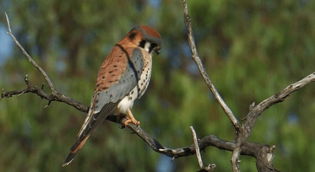 American Kestrel (Northern) - ML201762431