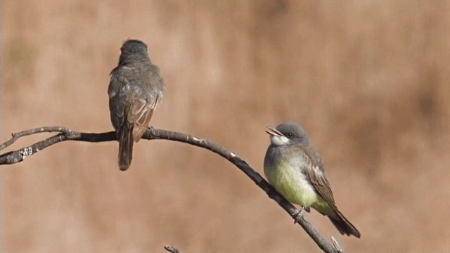 Cassin's Kingbird - ML201762491