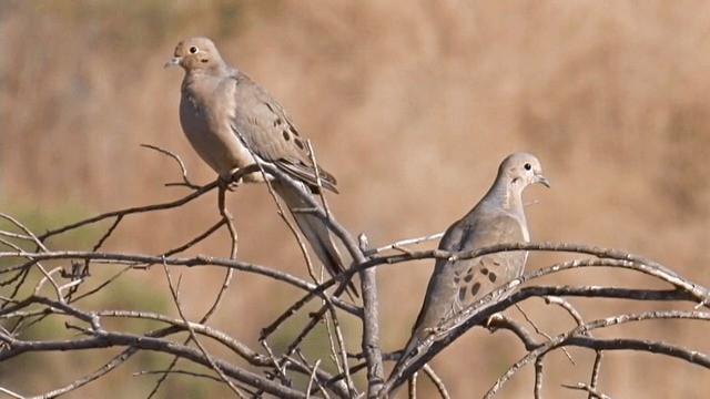 Mourning Dove - ML201762561