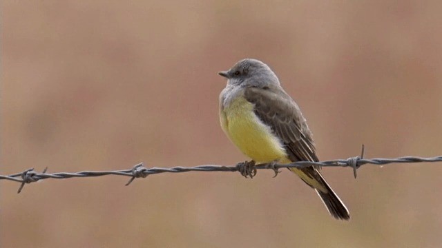 Western Kingbird - ML201762631