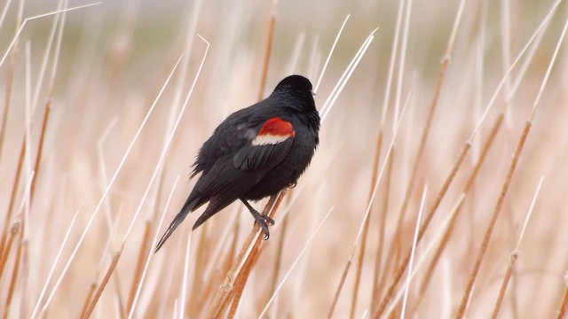 Tricolored Blackbird - ML201763081