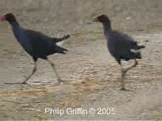 Australasian Swamphen - ML201763381