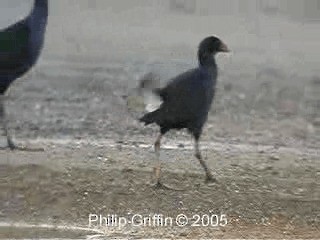 Australasian Swamphen - ML201763391