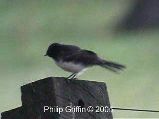 Willie-wagtail - ML201763401