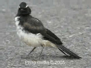 Willie-wagtail - ML201763431