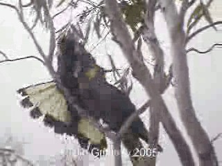 Cacatúa Fúnebre Coliamarilla - ML201763451