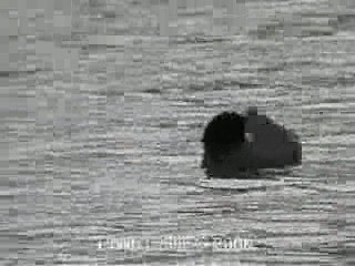 Eurasian Coot - ML201763491