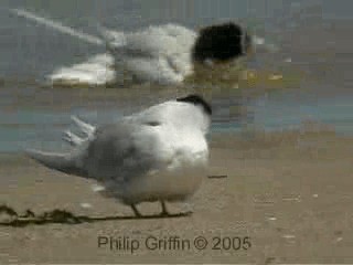 Australian Fairy Tern - ML201763501