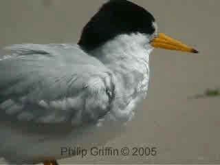 Australian Fairy Tern - ML201763511