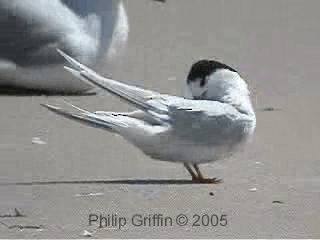 Australian Fairy Tern - ML201763521