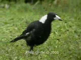 Australian Magpie (Black-backed) - ML201763551