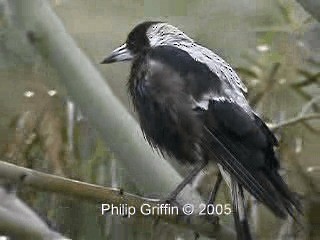 Australian Magpie (Black-backed) - ML201763561