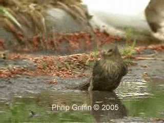 European Starling - ML201763571