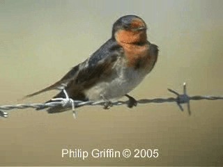 Welcome Swallow - ML201763611