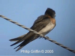 Welcome Swallow - ML201763621