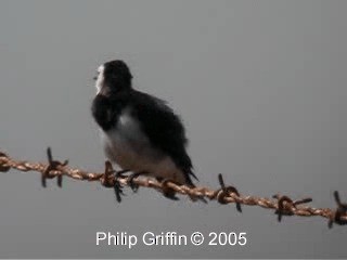 White-fronted Chat - ML201763631