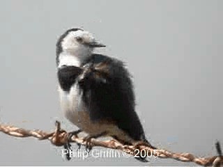 White-fronted Chat - ML201763641