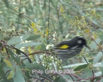 New Holland Honeyeater - ML201763651